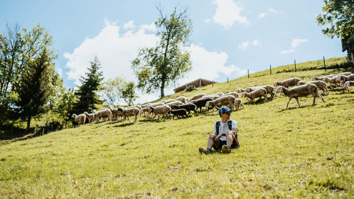 Eine Person sitzt auf einem grasbewachsenen Hügel, während im Hintergrund unter einem sonnigen Himmel eine Schafherde weidet.